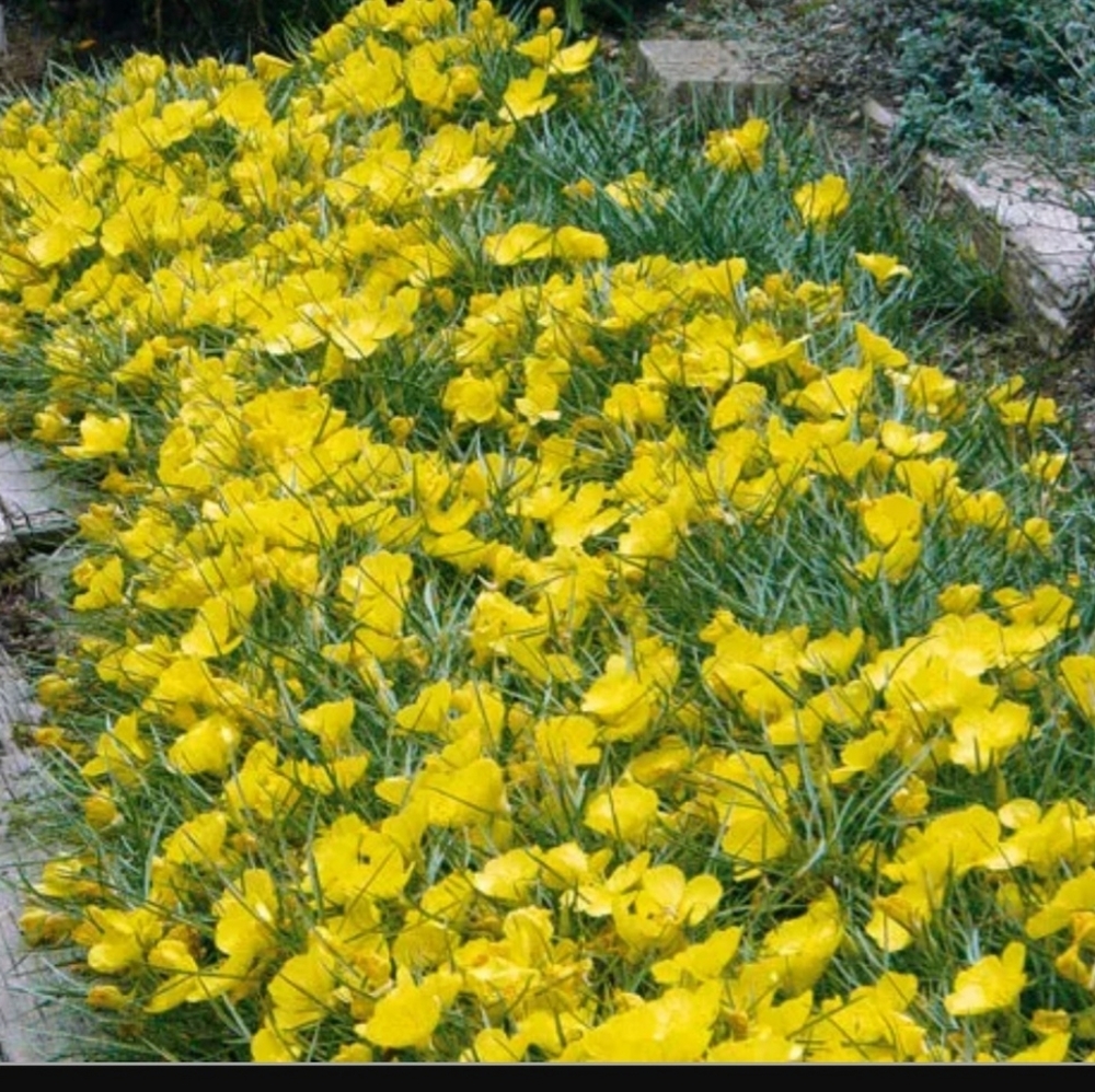 Evening Primrose. 🌼 5 plants $20🌼